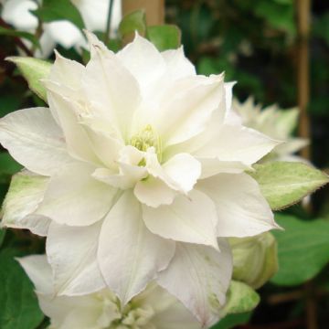 Clematis patens Dancing Dorien Zodado - Bosrank