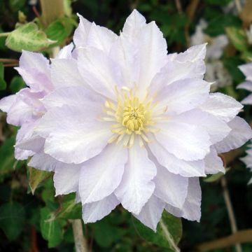 Clematis patens Dancing King - Bosrank