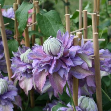 Clematis patens Diamantina - Bosrank
