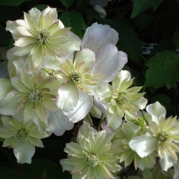 Clematis montana Double Delight - Bergbosrank