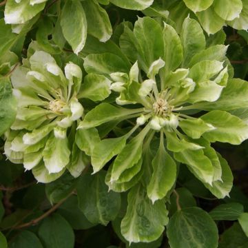 Clematis Green Passion - Grootbloemige bosrank