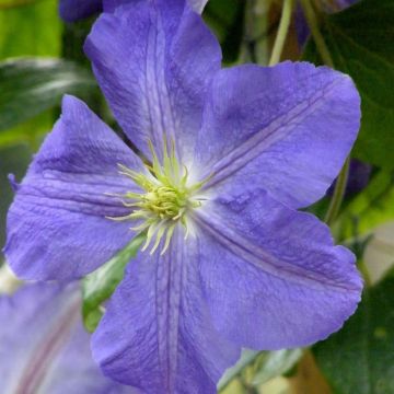 Clematis jackmanii Jenny - Bosrank