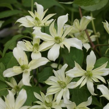 Clematis montana Jenny Keay - Bergbosrank