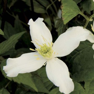 Clematis montana Wilsonii - Bergbosrank