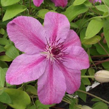 Clematis SUCCESS Candy - Grootbloemige clematis