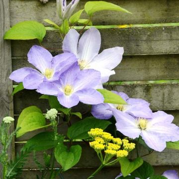 Clematis SUCCESS Lavender - Grootbloemige clematis