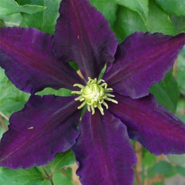 Clematis patens The Vagabond - Bosrank