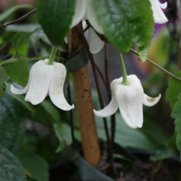 Clematis urophylla Winter Beauty - Groenblijvende bosrank
