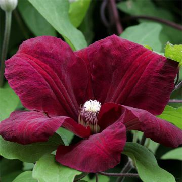 Clematis Rouge Cardinal - Bosrank
