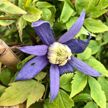 Clematis alpina Blue Dancer - Alpenbosrank