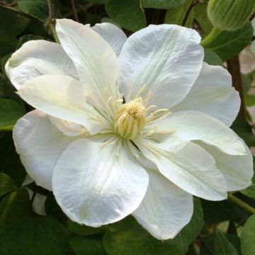 Clematis patens Guernsey Cream - Bosrank