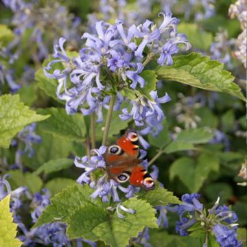 Clematis heracleifolia - Struikclematis