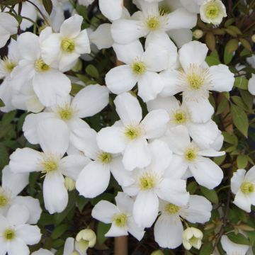 Clematis montana Spring Joy - Bergbosrank