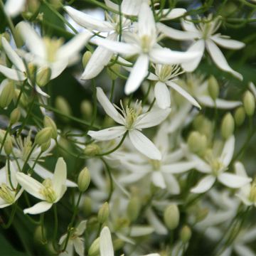 Clematis gentianoides x aristata - bosrank