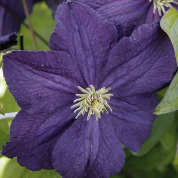 Clematis jackmanii Trikatrei - Bosrank