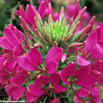 Cleome Sparkler Roze - Kattensnor