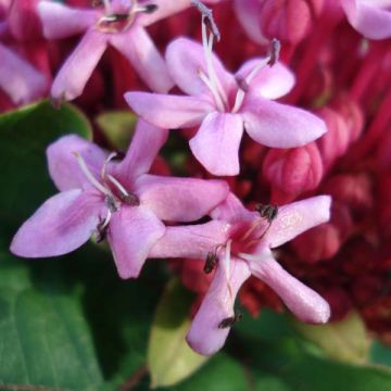 Clerodendrum bungei - Pindakaasstruik