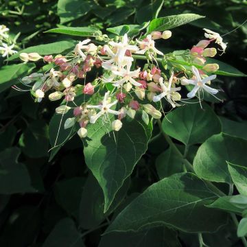 Kansenboom Fargesii - Clerodendrum trichotomum