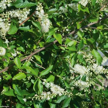 Clethra alnifolia - Schijnels