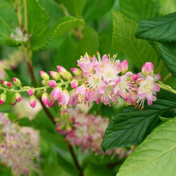 Clethra alnifolia Pink Spire - Schijnels