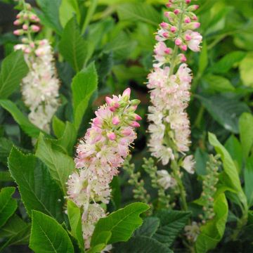 Clethra alnifolia Rosea - Schijnels