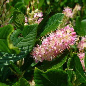 Clethra alnifolia Ruby Spice - Schijnels