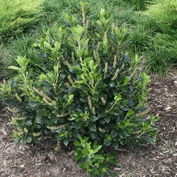 Clethra alnifolia Sixteen Candles - Schijnels