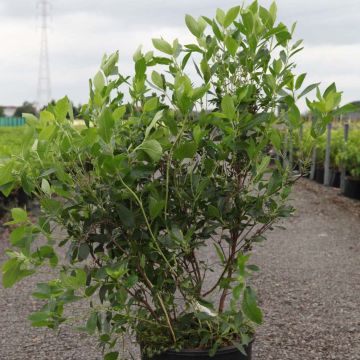 Clethra alnifolia Vanilla Spice - Schijnels