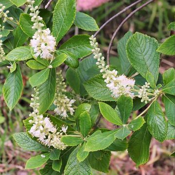 Clethra tomentosa Cottondale - Kaarsjesstruik