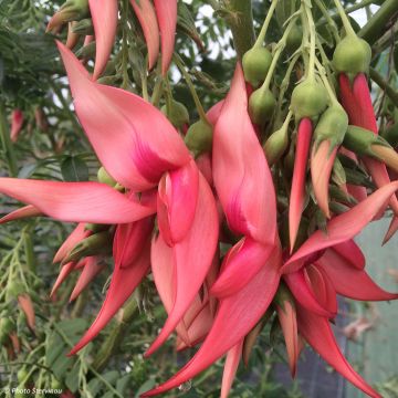 Clianthus puniceus Flamingo - Papegaaiensnavel