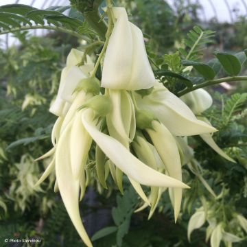 Clianthus puniceus White Heron - Papegaaiensnavel