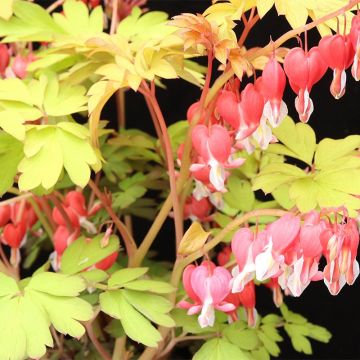 Dicentra spectabilis Ruby Gold - Gebroken hartje