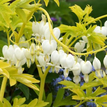 Dicentra spectabilis White Gold - Gebroken hartje