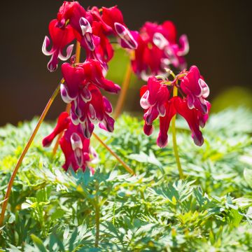 Dicentra Burning Hearts - Gebroken hartje