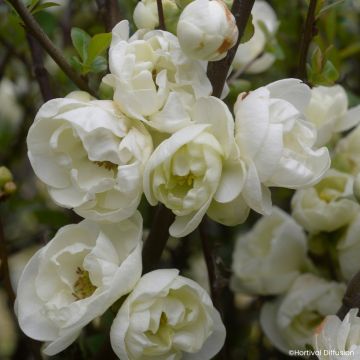 Chaenomeles speciosa Double Delice Pure - Chinese sierkwee
