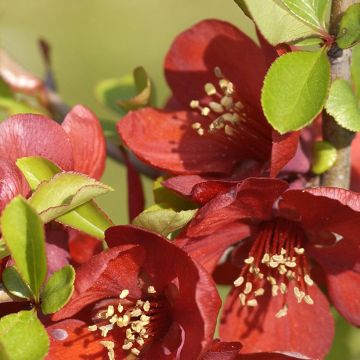 Chaenomeles superba Crimson and Gold - Chinese sierkwee