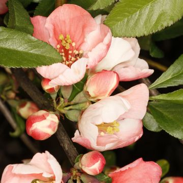 Chaenomeles speciosa Flocon Rose - Chinese sierkwee