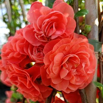 Chaenomeles speciosa Orange Storm - Chinese sierkwee