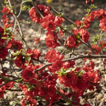 Chaenomeles speciosa Rubra - Chinese sierkwee