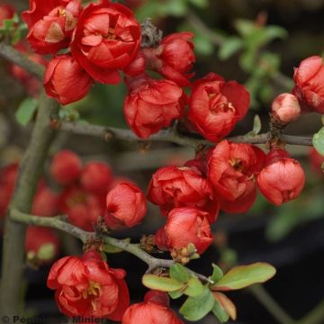 Chaenomeles superba Red Joy - Dwergkwee