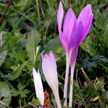 Colchicum autumnale Pannonicum - Herfsttijloos