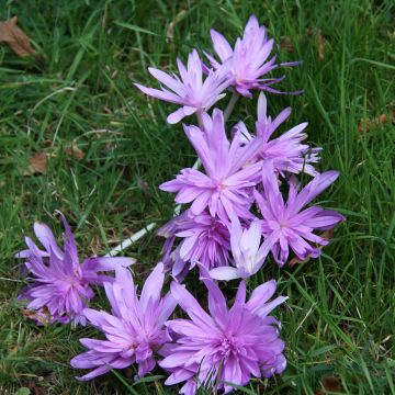 Colchicum autumnale Pleniflorum - Herfsttijloos