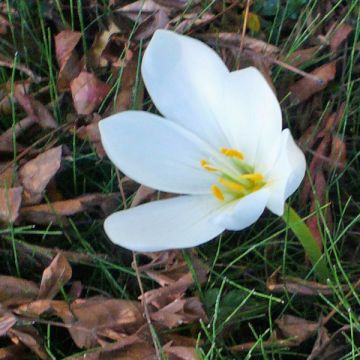 Colchicum speciosum Album - Herfsttijloos wit