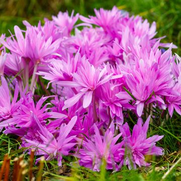 Colchicum automnale Waterlily - Herfsttijloos