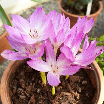 Herfsttijloos Autumn Queen - Colchicum