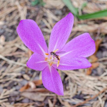 Colchicum Lilac Wonder - Herfsttijloos