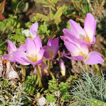 Colchicum speciosum - Herfsttijloos