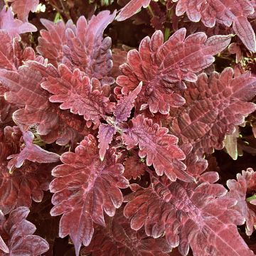Coleus Copinto Sangria - Siernetel