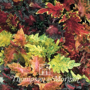 Coleus Dragon Sunset & Volcano Mixed (zaad) - Siernetel
