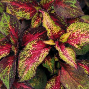 Coleus Premium Sun Rose to Lime Magic - Siernetel